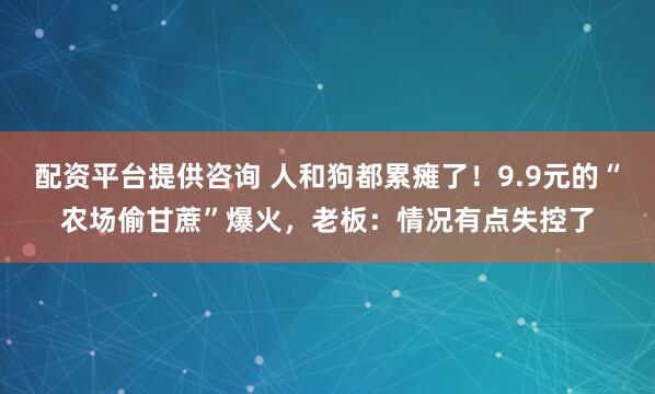 配资平台提供咨询 人和狗都累瘫了！9.9元的“农场偷甘蔗”爆火，老板：情况有点失控了